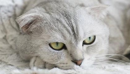 开云中国官网-法国战平后，晋级希望寄托于他人，法国战役之后