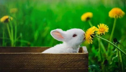 开云体育官网下载-EDG模拟赛实时广播系统启用，开放赛事内容共享，edg比赛语音